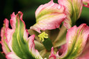 Зелено-розовый тюльпан