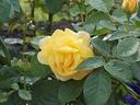 Жёлтая Роза