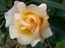 Полиантовая роза