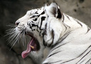 Зевающий тигр.