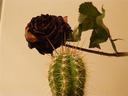 кактус и роза